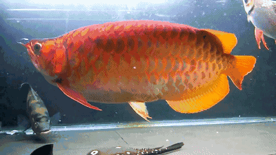 终极肥龙,就问你怕了吗?_鱼友