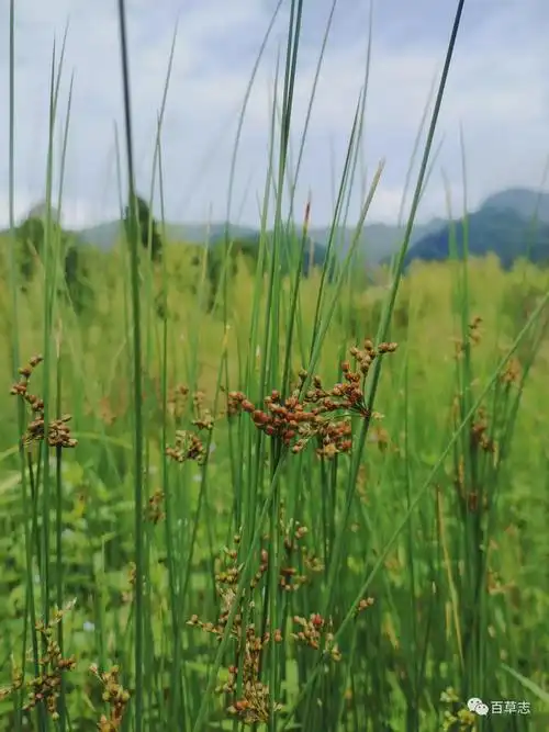 灯心草的趣味故事.