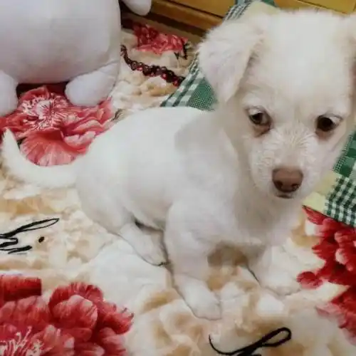 领养狗狗,白色博美串串