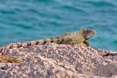 在加拉巴哥群岛的海鬣蜥墨西哥尤卡坦半岛的墨西哥鬣蜥西班牙岛上的