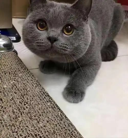 纯种蓝猫图片(纯种英短蓝猫图片)-第3张图片