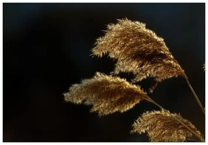 低调 摄影 ganbei326