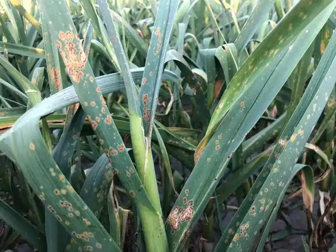 老师今年大蒜的锈病特别严重有什么好的方法预防治疗么
