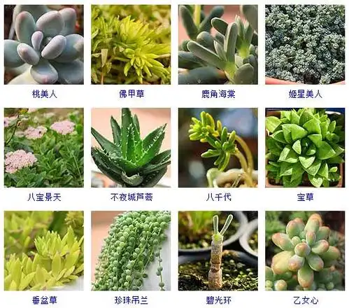 常见的144种多肉植物品种名称及图鉴