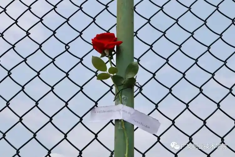 校园应急玫瑰~愿你我有数不尽的鲜花和浪漫