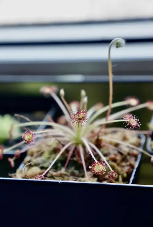 孔雀茅膏菜真的是颜值担当