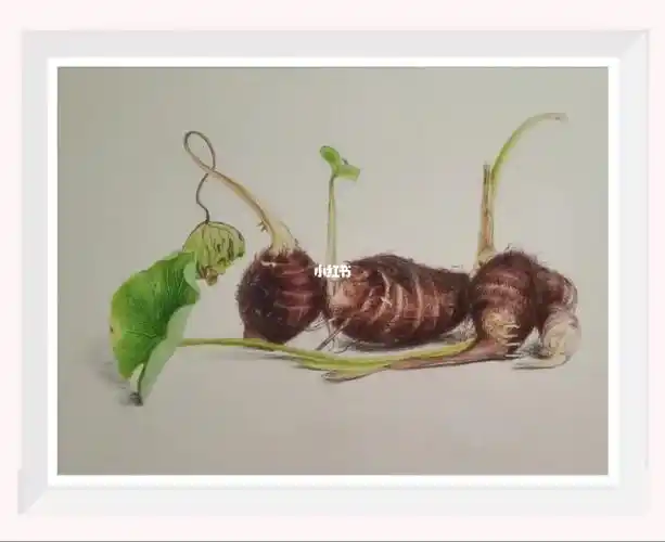 彩铅绘画芋头