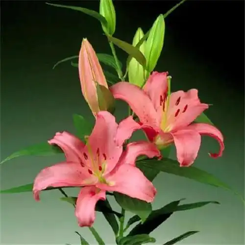 百合花头像图片