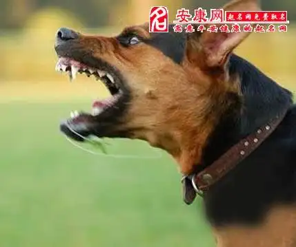 梦见狗叫什么意思,梦见狗叫怎么回事