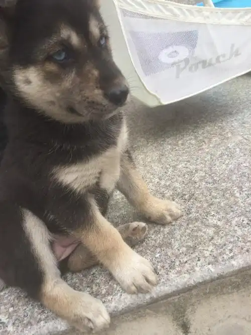 想知道这只看上去是小土狗的蓝眼睛狗狗是什么品种?是生病了嘛