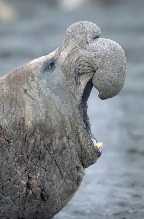 鳍脚目·海豹科·僧海豹亚科·象海豹属:象海豹(南象海豹)