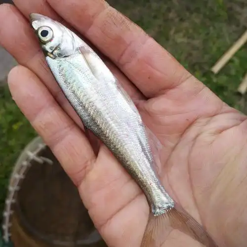 翘嘴鮊的人工繁殖和苗种培育关键技术