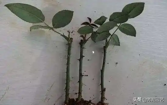 玫瑰花的5种繁殖方法!扦插存活率100%!