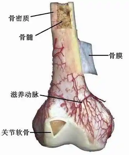 骨膜富含血管,神经,通过骨质的滋养孔分布于骨质和骨髓