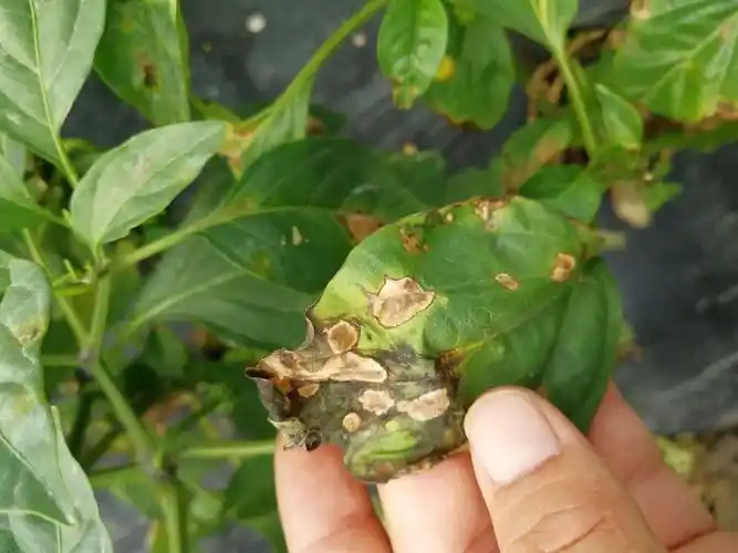 六,疮痂病,灰霉病,疫病混发7,凯津15g/30斤水.