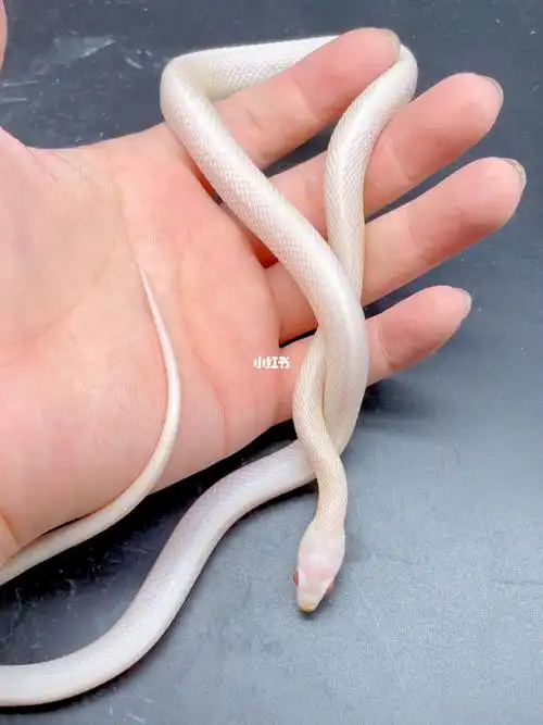 颜值在线小白蛇