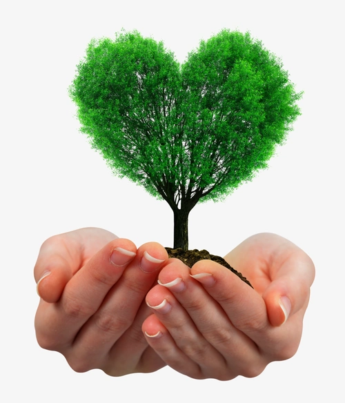 手捧椴树图片素材