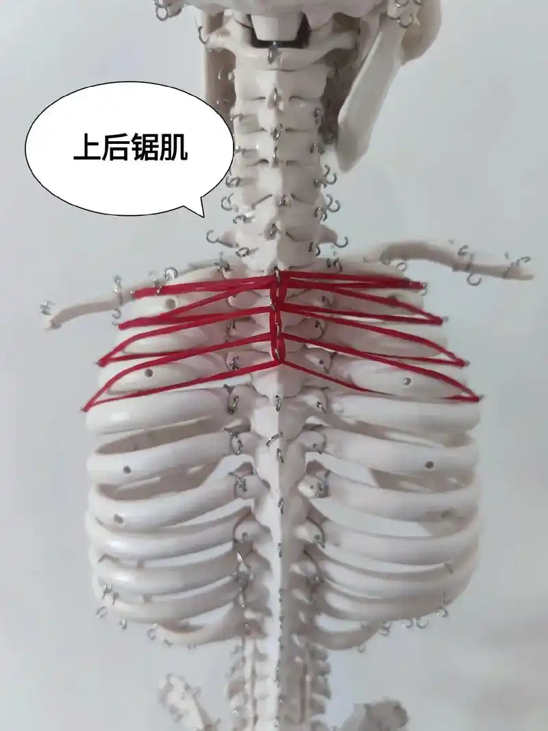上后锯肌.上后锯肌   serratus posterior - 抖音