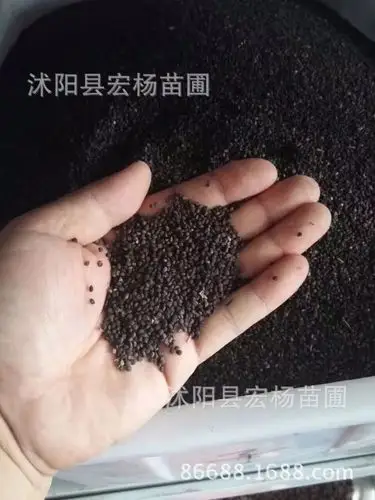 太子参种子人参种子中药材种子 当年新采 净种