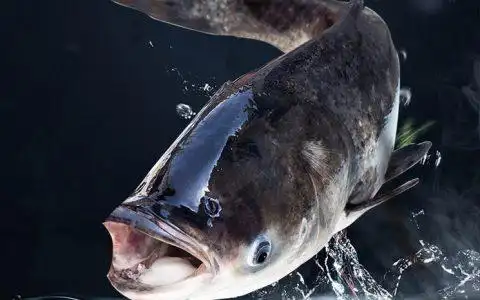 【鱼】零污染纯野生,原生态水库有机雄鱼(鳙鱼),正宗天然野生有机鱼