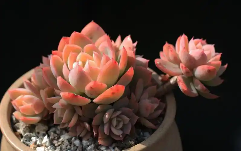 多肉的颜值和灵魂