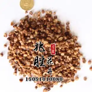 直销绿化草花种子 花菖蒲种子 成活率高 花菖蒲草种 量大优惠