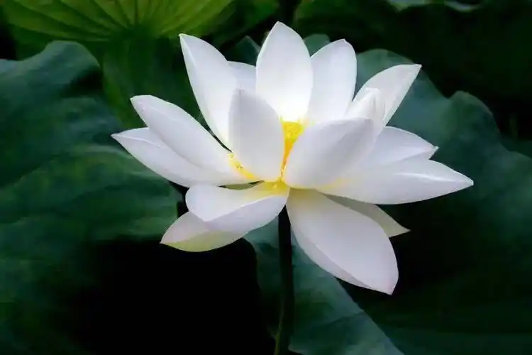 苔藓72微信号:taixian007