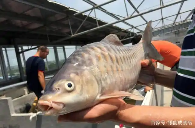 世界上最贵的淡水鱼,居然要这么吃