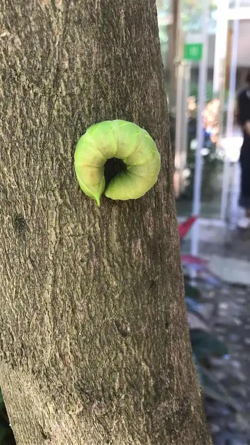 这个是什么虫子啊 绿色的头上有个绿色角