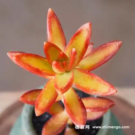 加州落日多肉植物图片