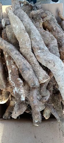 秦岭深山野生山药新鲜现挖现发绵糯香山药煲汤淮山药5斤装包邮