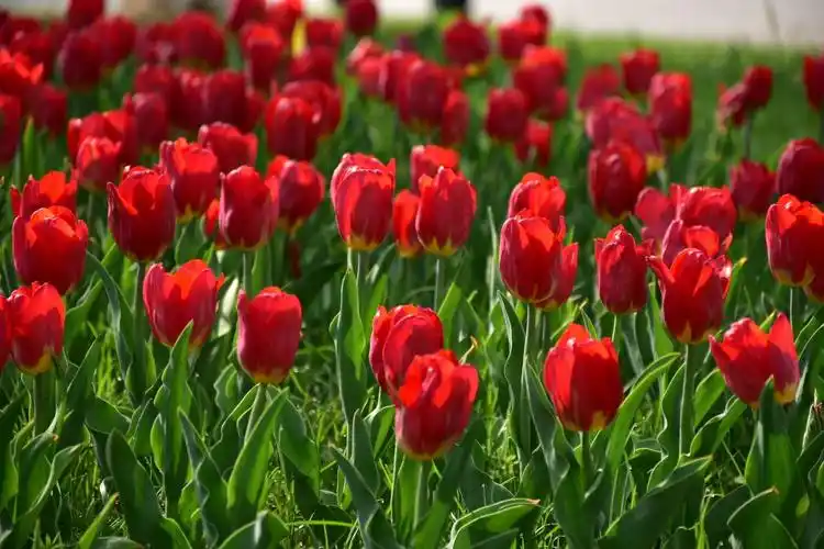 优美雅致郁金香