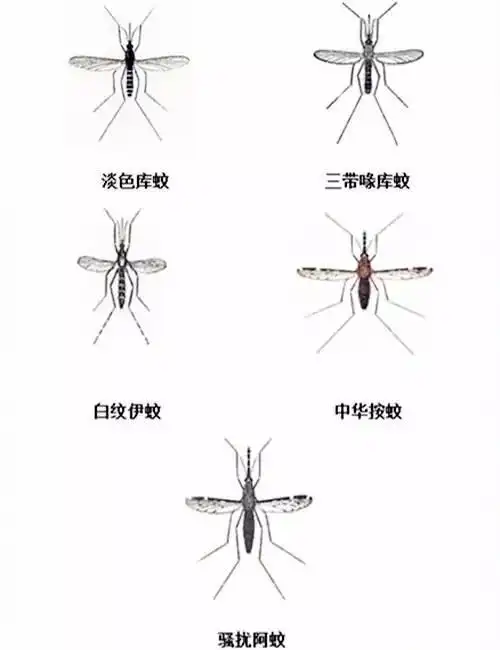 杭州有5种蚊子,它们的咬人时间表请看仔细!
