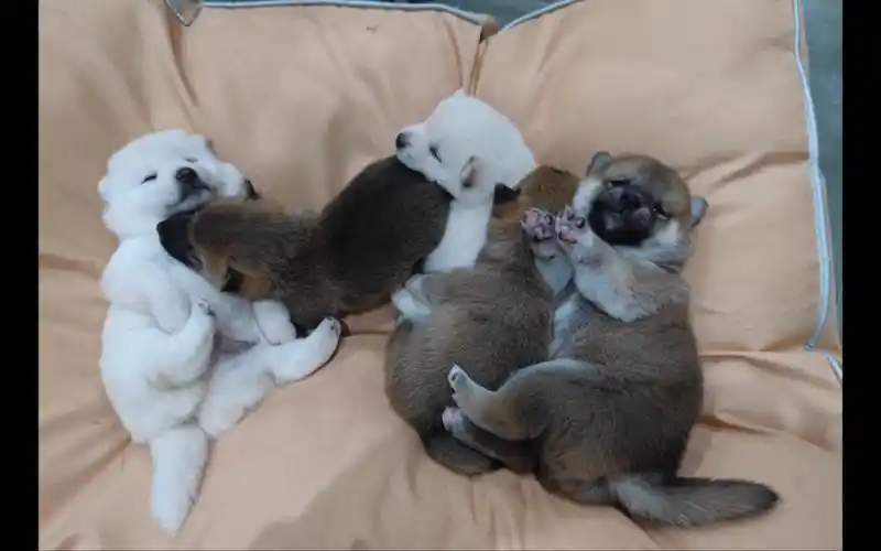 【柴犬】出生20天的小柴犬