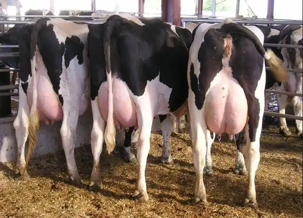 奶牛-高产奶牛-黑白花奶牛价格-产品详情