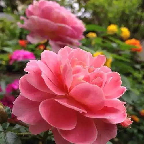 下午好女人微信好运头像唯美花朵图片