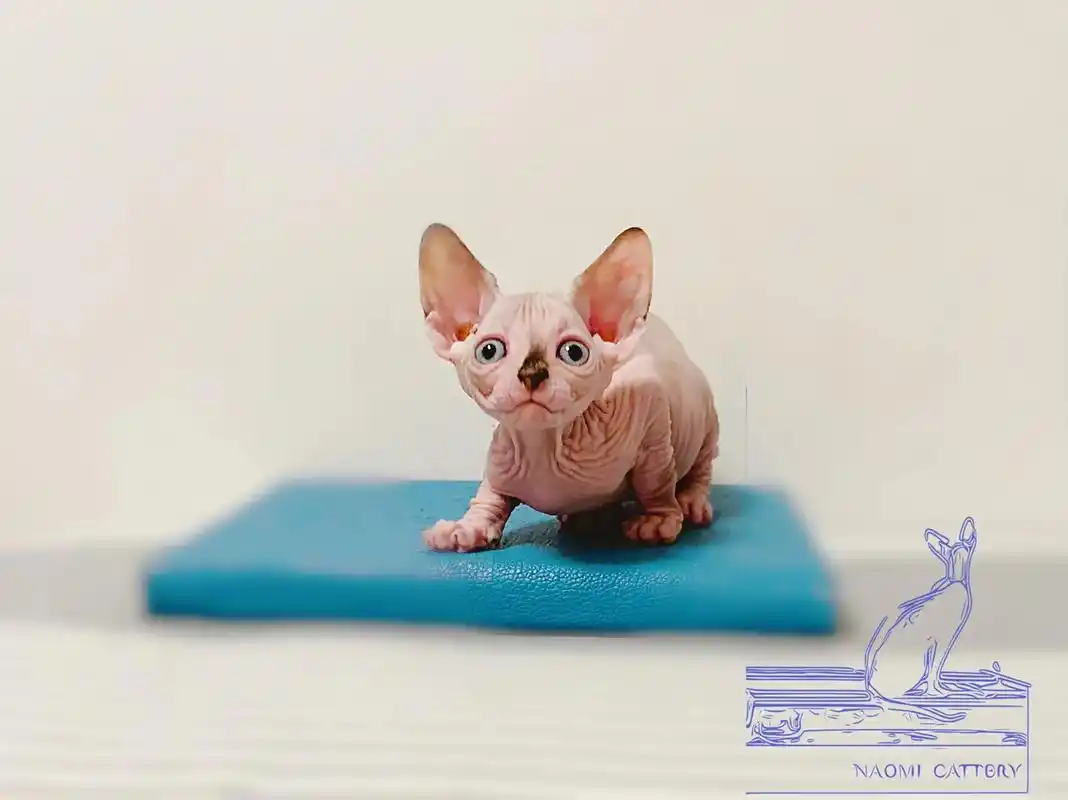 喵小妞.#斯芬克斯无毛猫 #宠物摄影 #神奇动物在抖音 #无 - 抖音