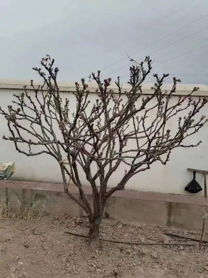 甘肃百年紫斑牡丹   12公分的精品独杆牡丹,喜欢的研究研究.