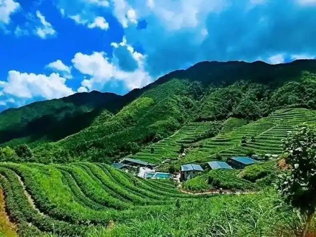 广东英德红茶专业镇清远英德市英红镇