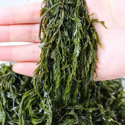 5斤新鲜海草盐渍马尾藻长寿菜笋