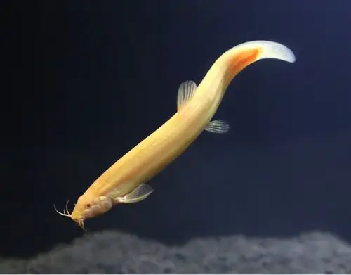 观赏鱼冷水鱼风水鱼发财鱼清洁鱼清道夫鱼小金龙金泥鳅黄金鳅活体