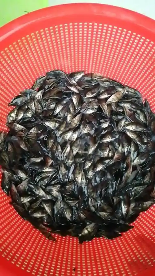 这桂鱼漂亮,专吃小鱼的,半年可长一斤多!