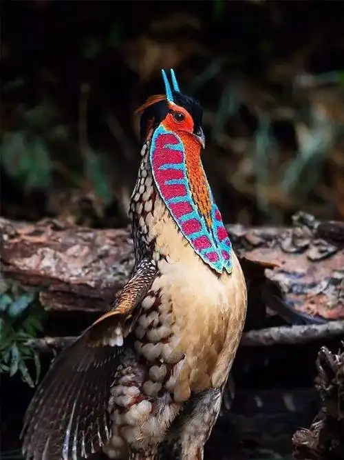 野鸡宝宝.如果你在山上看到它,不要伤害它.