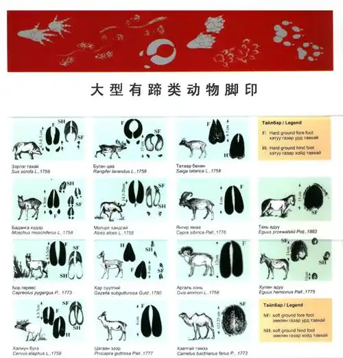 动物小脚印简笔画