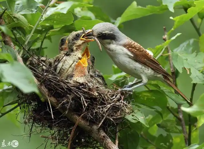 韩国舔犊情深母爱伟大百舌鸟妈妈辛勤喂养鸟宝宝