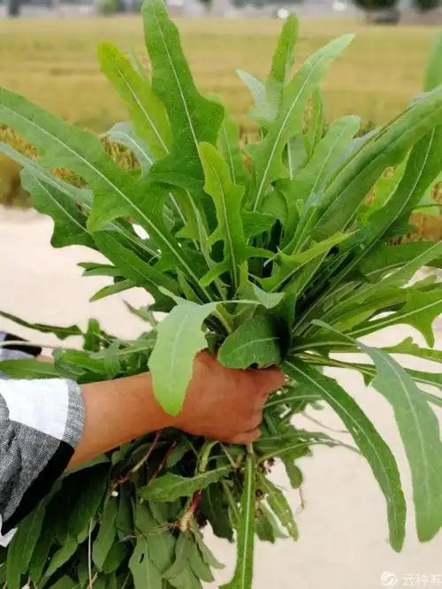 曲菜现在如果想种植怎么种植