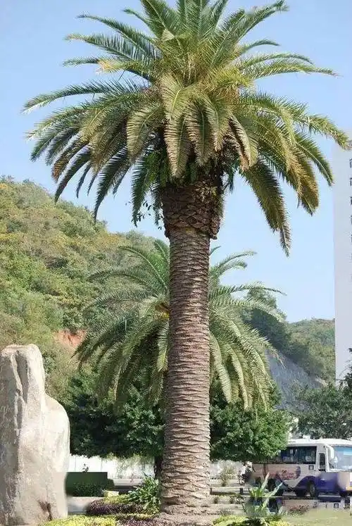 棕榈类植物傻傻分不清楚?看这里!_椰子_世界_种类