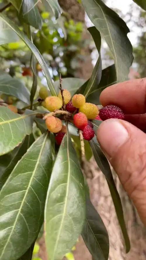 林哥偶遇野生杨梅,好是好吃,就是个头小了点