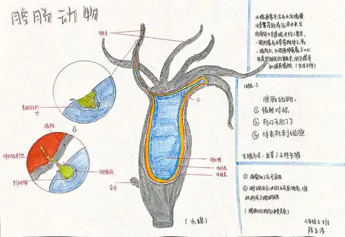 我们的生物手抄报—记铜川市第一中学第三学部生物备课组迎"世界动物