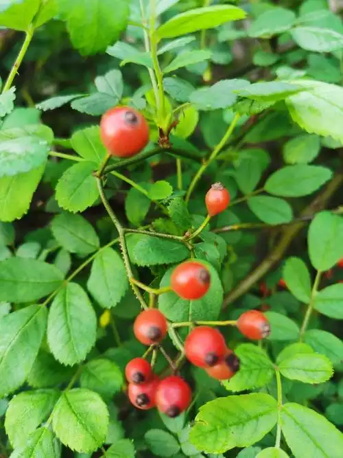 早春,红红的蔷薇果